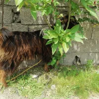 بز ماده به شرط