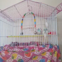 مرغ عشق|پرنده|نسیم‌شهر, |دیوار