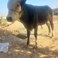 فروش گاو گوساله نر