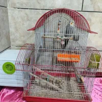 عروس هلندی نر|پرنده|اهواز, کوی رمضان|دیوار