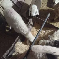 کره نر وبره نر و بره ماده شروع قیمت از 5400به بالا|حیوانات مزرعه|کرمان, |دیوار