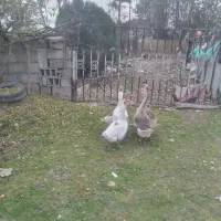 چند قوغاز نر وزن بالا بفروش میرسد