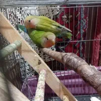 طوطی برزیلی|پرنده|چهاردانگه (تهران), |دیوار