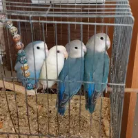 ۴ عدد برزیلی تازه  بالغ ۶ ماهه