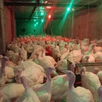 بوقلمون بیوتی