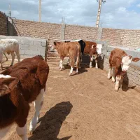 7راس گوساله سیمینتال درجه یک
