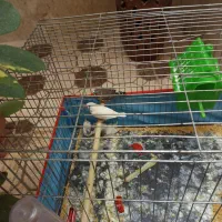 فنج 5 عدد قیمت مناسب|پرنده|شیراز, مسلم|دیوار