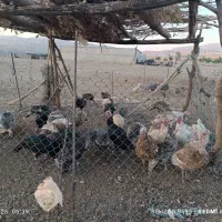 فروش بوقلمون سرحال|حیوانات مزرعه|آبدانان, |دیوار