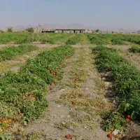 نیروی خانم کار در مزرعه