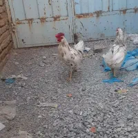 مرغ وخروس گلین ۲۵تا|حیوانات مزرعه|فلاورجان, |دیوار