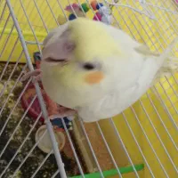 عروس هلندی نر دستی فول