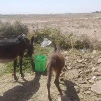 شیر الاغ
