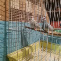 ی جفت کبوتر الماسی  مولد اندازه مرغ عشق|پرنده|تهران, شهرک علم و فناوری|دیوار