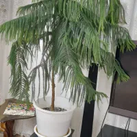 کاج مطبق|گل و گیاه طبیعی|شاهرود, |دیوار