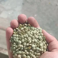 فروش عدس درجه یک اعلا