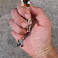 فروش دوعدد جوجه سهره نر صد درصد تازه صاف|پرنده|کرمانشاه, |دیوار