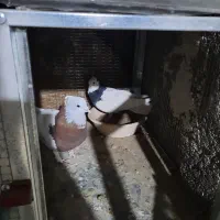 طوقی نرو ماده