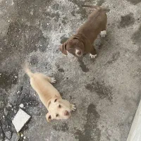 توله پیتبول ماده