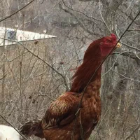 خروس لاری|حیوانات مزرعه|پاوه, |دیوار