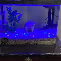آکواریوم ماهیران طول۳۸ عرض ۲۱ ارتفاع۳۳|ماهی|تهران, لویزان|دیوار