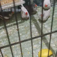 فنچ ‌|پرنده|گرگان, |دیوار