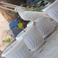 3تا کفتر قیمت مفت