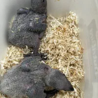 جوجه کاسکو سرلاکی