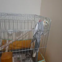 عروس هلندی نر