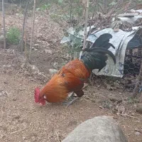 خروس جوان|حیوانات مزرعه|عباسآباد, |دیوار