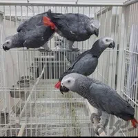 خریدو فروش طوطی کاسکو سخنگو پرکن / صاف|پرنده|شیراز, شهرک امیر کبیر|دیوار