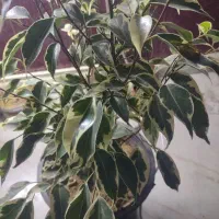 گل بنجامین ابلق