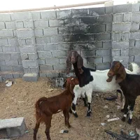 بز مطفل|حیوانات مزرعه|خرمشهر, |دیوار