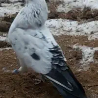 کبوتر