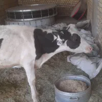 گوساله نر