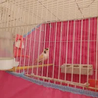 فروش قناری موزاییکی