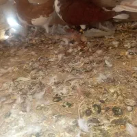 شهری بهبهانی|پرنده|شیراز, گلشن|دیوار