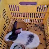 خرگوش مینیاتوری|موش و خرگوش|ابریشم, |دیوار