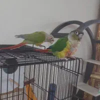 جفت گرینچیک