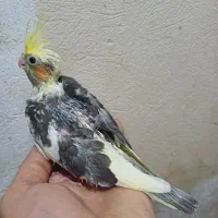 جوجه سرلاکی عروس هلندی سالم وسرحال|پرنده|گرگان, |دیوار