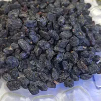 فروش انواع کشمش طلایی خرمایی