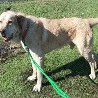 دوعدد نر سرابی|سگ|تبریز, |دیوار