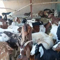 29راس بز بزغاله پاکستانی