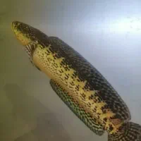 ماهی چانا گلدن کبری