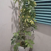 معاوضه با قناری