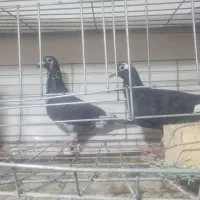 دو جفت کبوتر