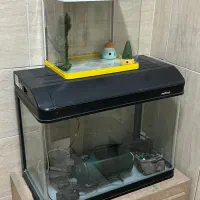 اکواریوم شرکتی