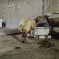 گوسفند