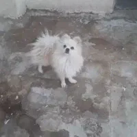 پامر نر جهرم