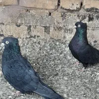 کبوتر فروشی|پرنده|اشکذر, |دیوار