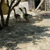 2عددغازکرچ